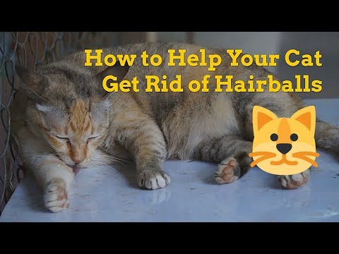 How to Help Your Cat Get Rid of Hairballs - Hairball Removal