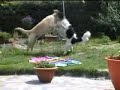Spelende honden