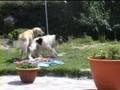 Spelende honden
