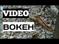 VIDEO BOKEH.....