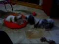 videos de Shumi e Kika