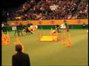 ben won 1st place in the 1st agility round and 2nd overall.