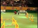 ben won 1st place in the 1st agility round and 2nd overall.