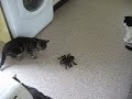 Charlie & the spider