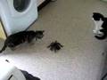 Charlie & the spider