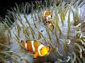 My mated pair of clowns My mated pair of clowns