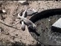 Desert Iguana in the Wild