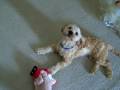 videos de Benji-Xmas2008
