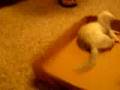 Cute Ferrets. ^_^