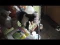 my-kitten-and-pugs-tugoflove.html