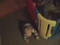 play yard pen