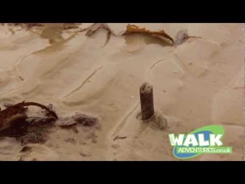 how to harvest clams