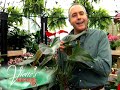 Anthuriums