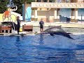 Dolphins Marineland 2007 Dolphins Marineland 2007