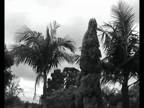 how to transplant nikau palm