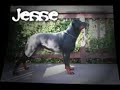 rottweiler vs pitbull in jumping contest