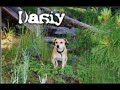rottweiler vs pitbull in jumping contest