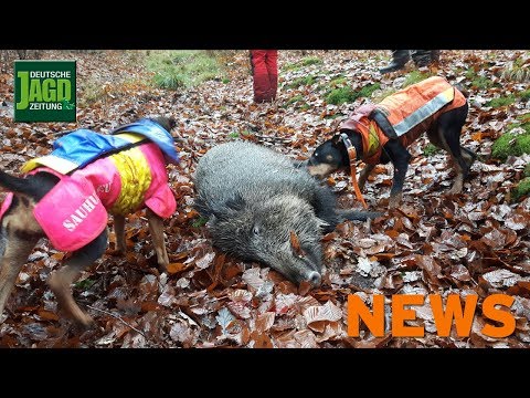 Hund stirbt an Aujeszky, Jäger findet Dieb, Mehr Jäge ...