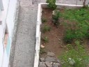 Ballon vs Cat 8
