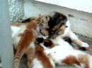 Pirtik and its kitties -1