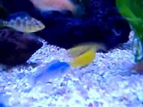 Yellow Labs Fighting (fish)