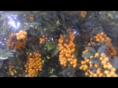 how to care for duranta erecta
