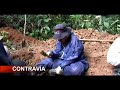 exhumacionas bajo fuego en el putumayo parte2 contravía