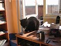 Desk Cat Desk Cat