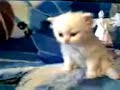 Cute Persian Kitten! 4 Weeks old