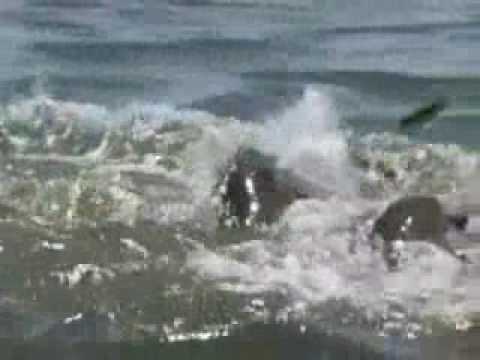 Watch 'Dolphins Mud-Ring Feeding'