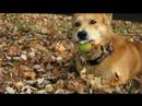 Dog Attack Dog Attack