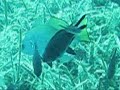 Cuttlefish hunting at samos depth Scuba Diving