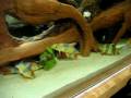 Clowns eating Martin's frozen fish food