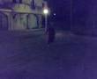 videos de le palline dell'amore