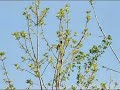 Orchard Oriole