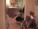 SHELTIE GOES CRAZY SHELTIE GOES CRAZY