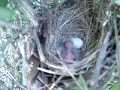 Cardinal Hatching