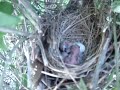 Cardinal Hatching