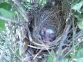 Cardinal Hatching