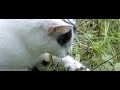 Cat grabs a dragonfly