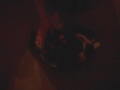spanking that cat