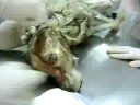 Anatomia canina Miologia