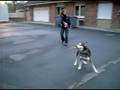 videos de Husky mâle 2ans à adopter, SPA de Lens (1)