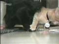 videos de bobo balo