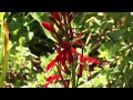 How to Attract Hummingbirds to Your Yard