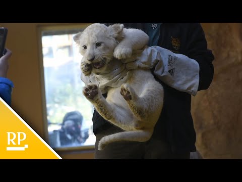 Magdeburg: Weie Lwen-Drillinge im Zoo krftig gewachsen