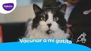 Vacunas para gatos.