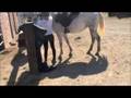 videos de Azh Nabors Gemini 1