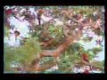 Buraco das Araras -  Bonito MS