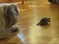 schildi trifft auf josi(hund) schildi trifft auf josi(hund)